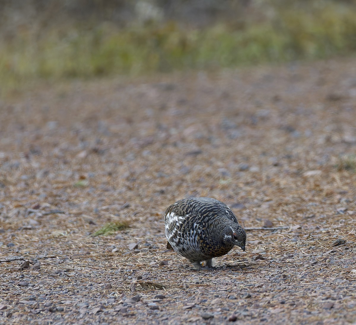 Spruce Grouse - ML644683270