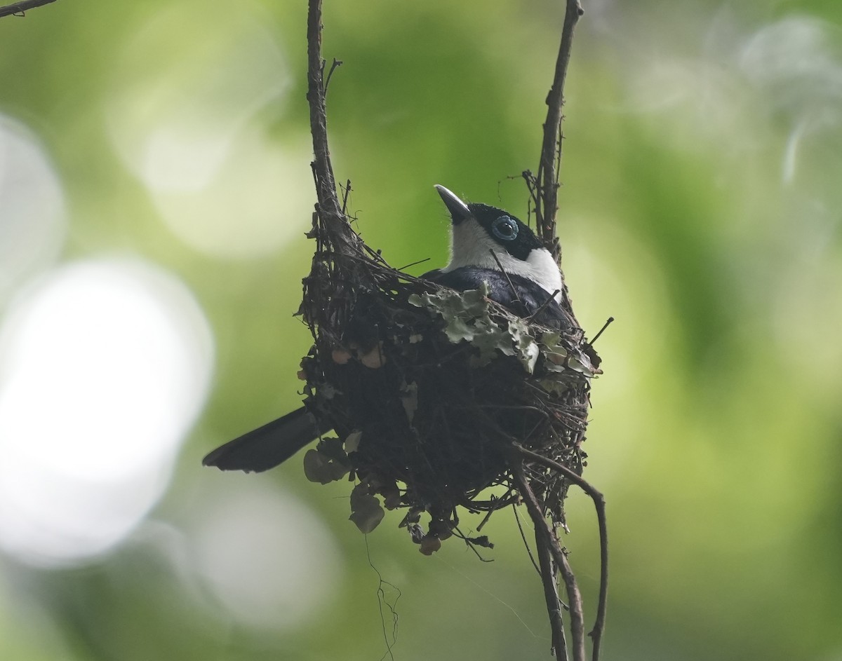 Pied Monarch - ML644683285