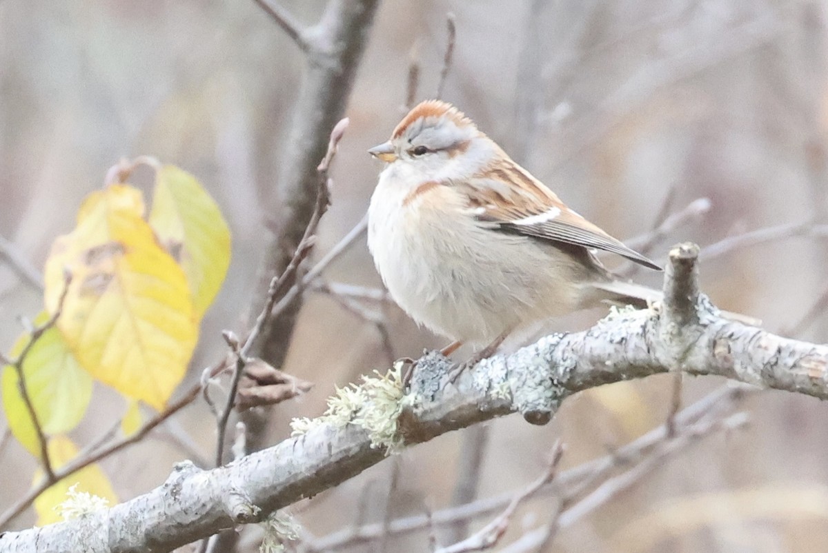American Tree Sparrow - ML644683287