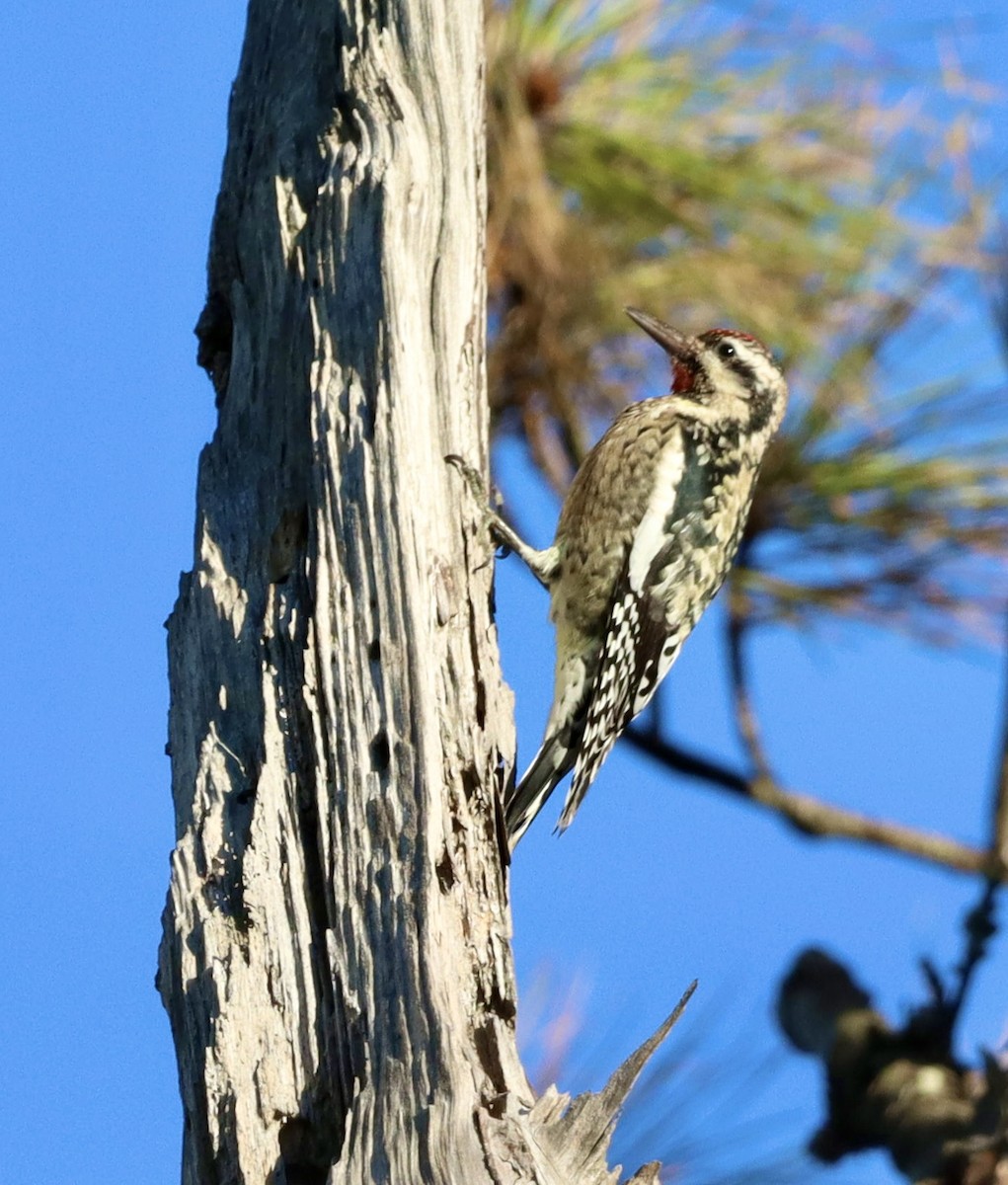 シルスイキツツキ - ML644683291