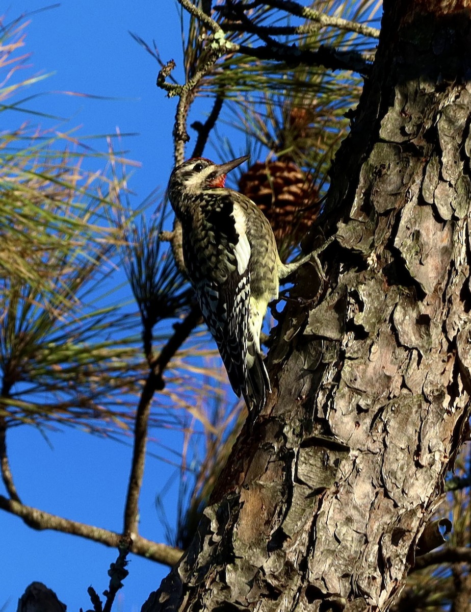 シルスイキツツキ - ML644683292