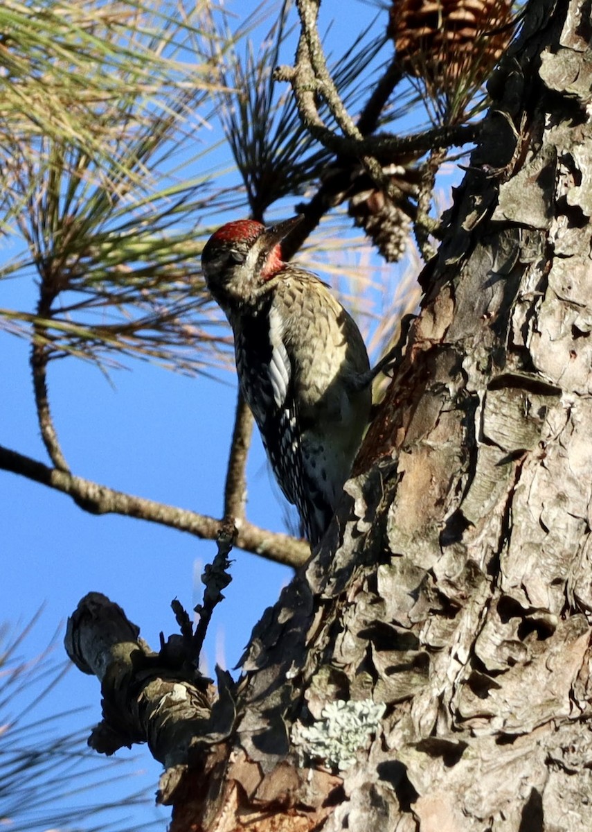 シルスイキツツキ - ML644683293