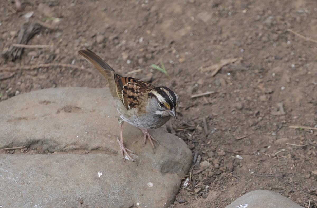 ノドジロシトド - ML644683294