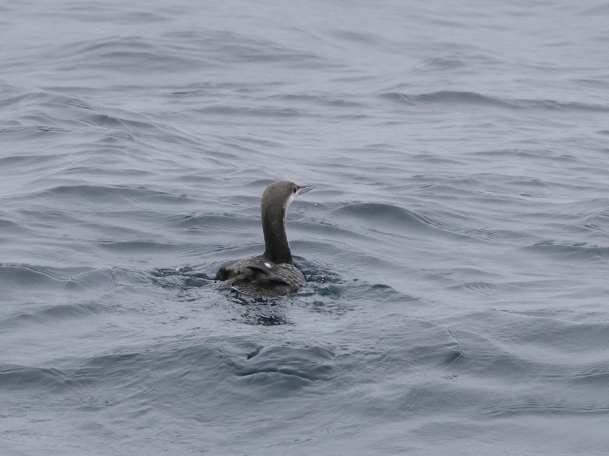 Plongeon du Pacifique - ML644683307