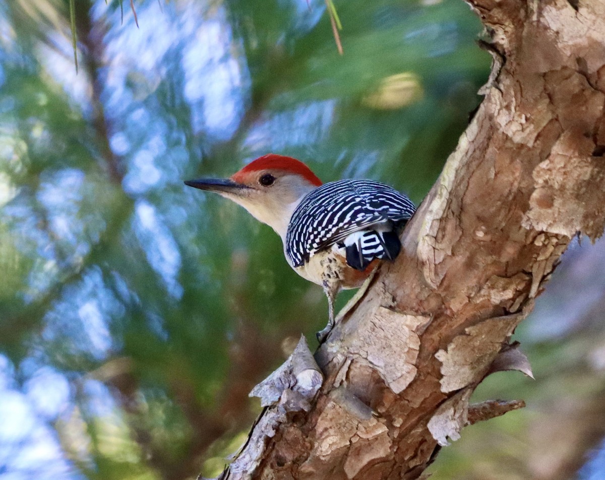 Red-bellied Woodpecker - ML644683309
