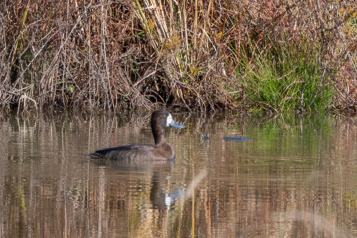 コスズガモ - ML644683314