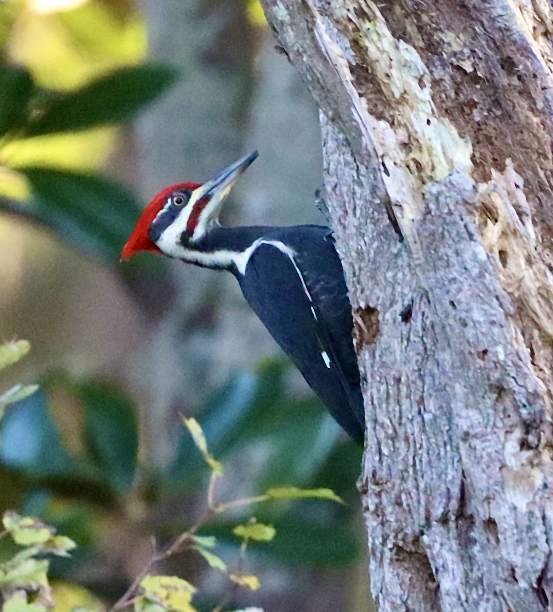 datel chocholatý - ML644683315