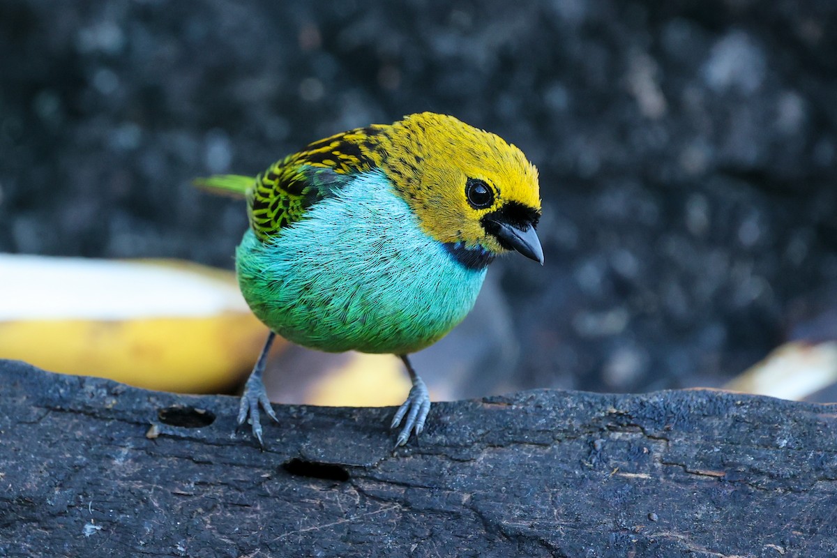 Gilt-edged Tanager - ML644683316