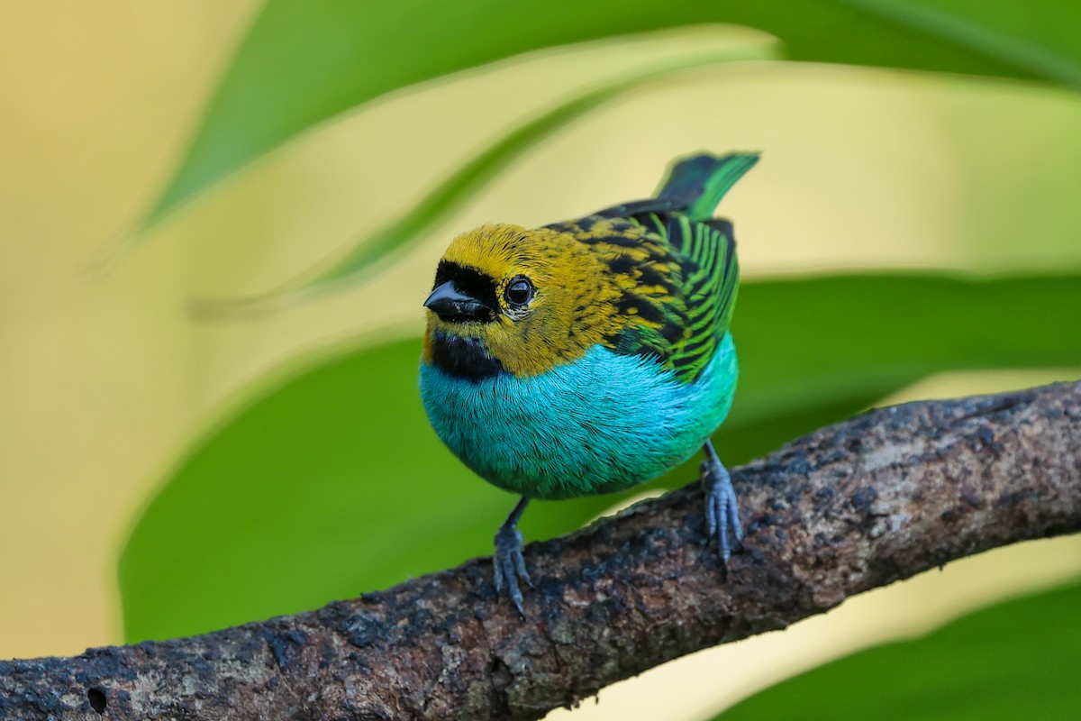 Gilt-edged Tanager - ML644683317