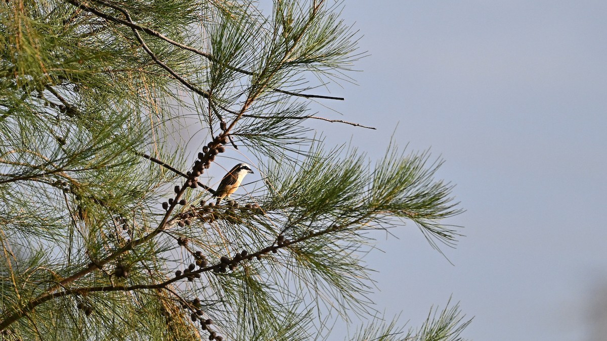 Brown Shrike (Philippine) - ML644683319