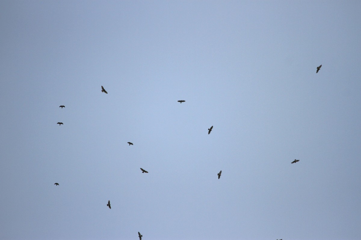 Broad-winged Hawk - ML644683323