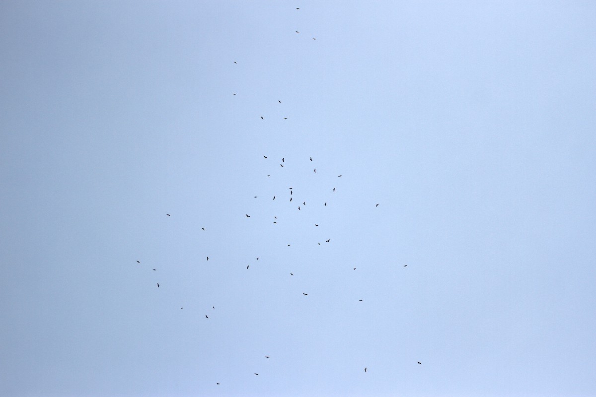 Broad-winged Hawk - ML644683324