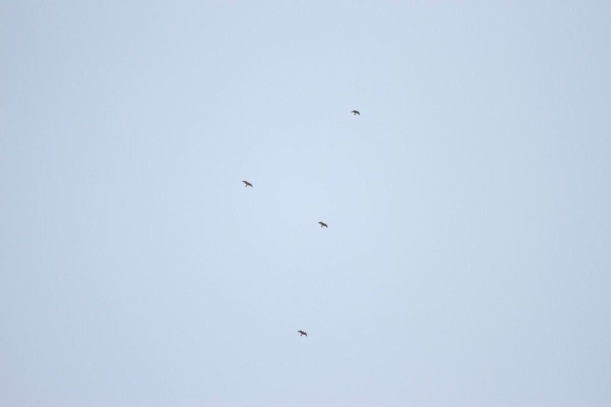 Broad-winged Hawk - ML644683325