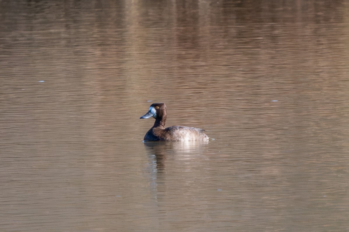 コスズガモ - ML644683326