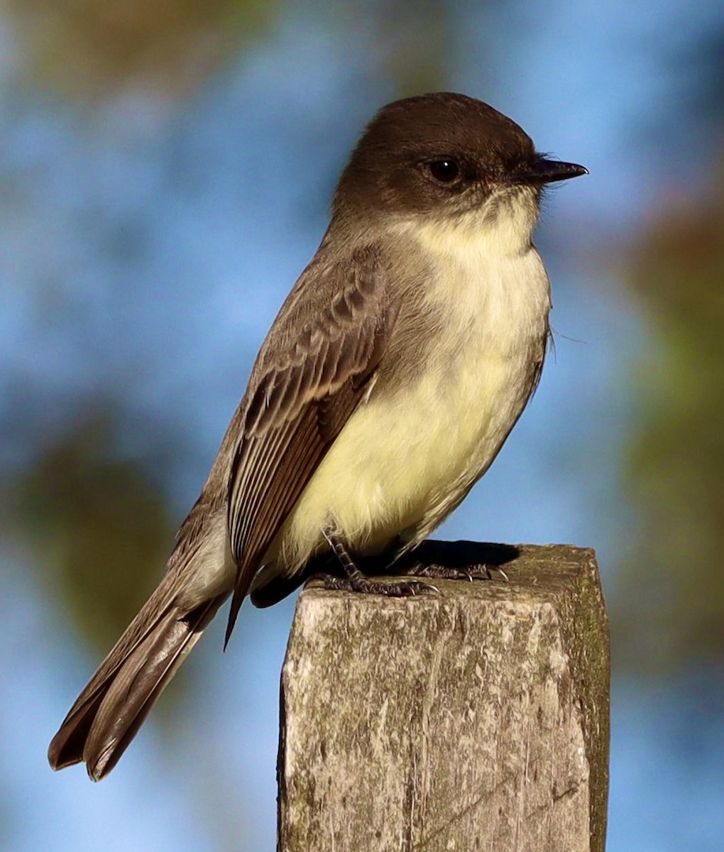 Eastern Phoebe - ML644683327
