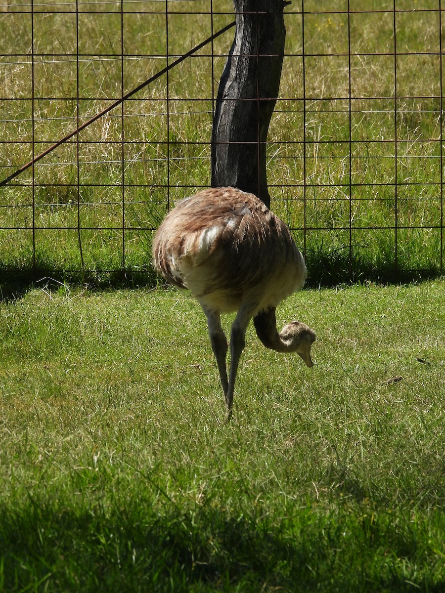 nandu pampový - ML644683330