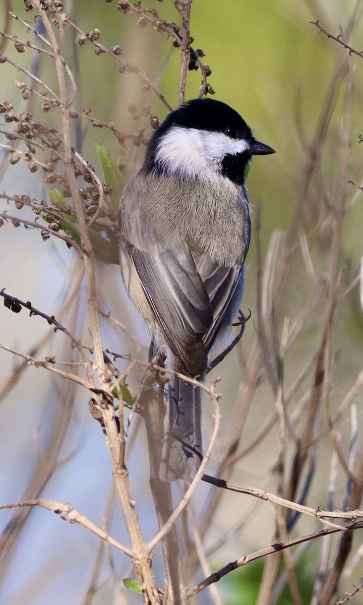 Carolina Chickadee - ML644683333