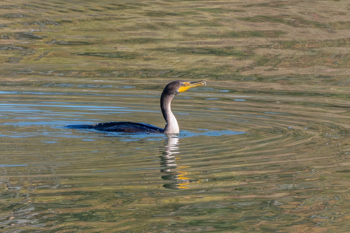Cormoran à aigrettes - ML644683341