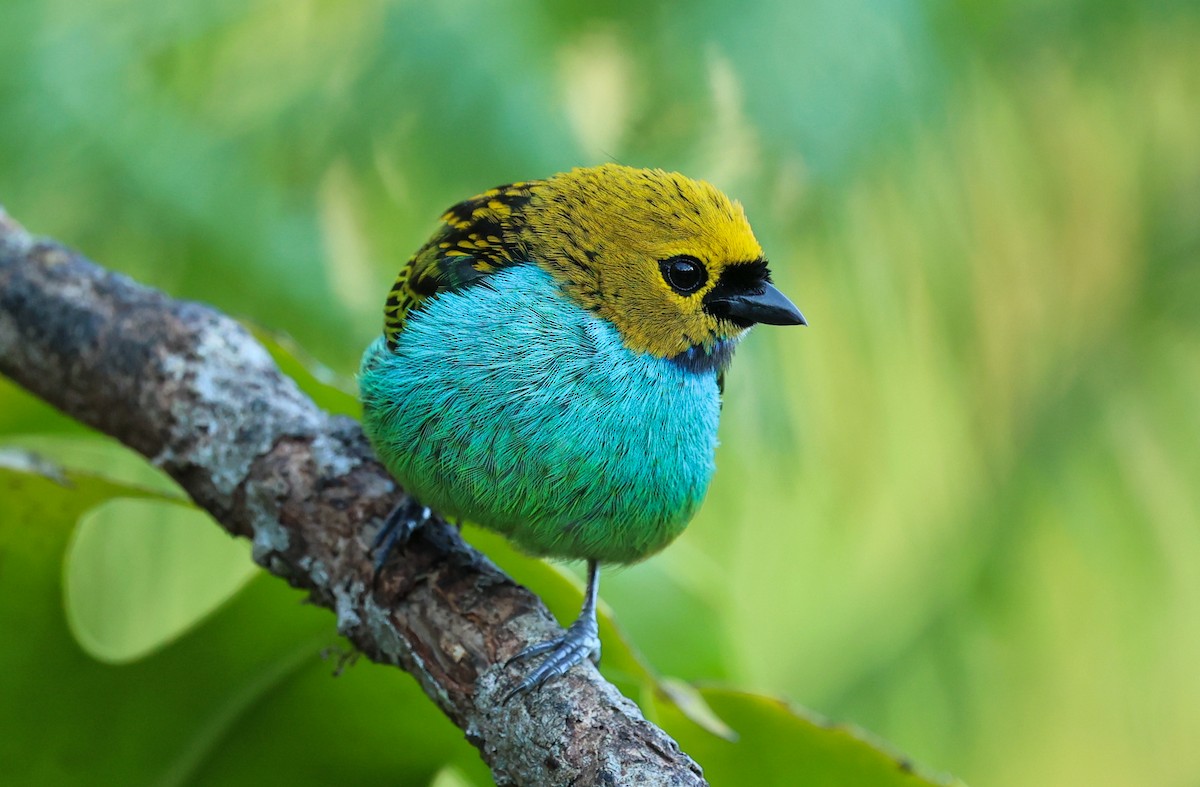 Gilt-edged Tanager - ML644683342