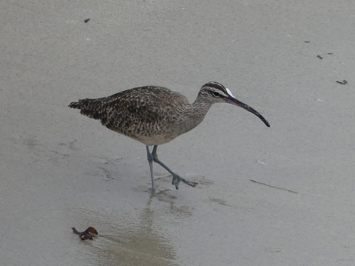 Hudsonian Whimbrel - ML644683344