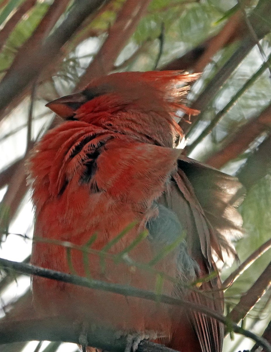 Красный кардинал - ML644683345