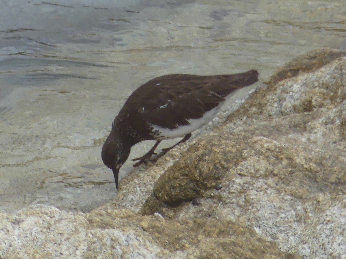 Black Turnstone - ML644683346