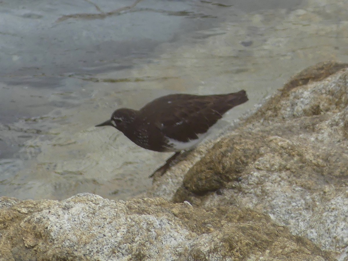 Black Turnstone - ML644683347