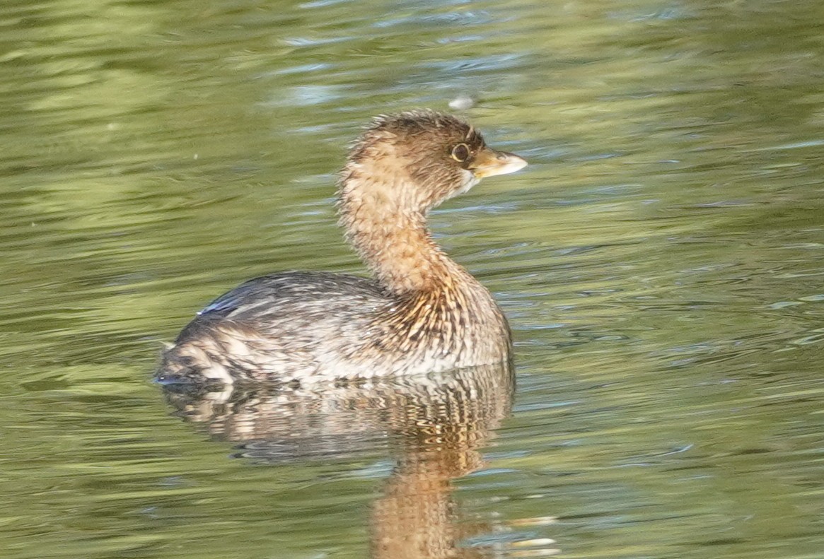 Пірникоза рябодзьоба - ML644683348