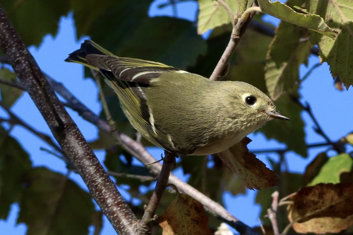 Rubingoldhähnchen - ML644683349