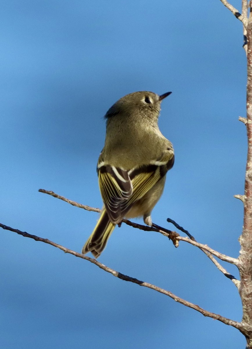 Rubingoldhähnchen - ML644683350