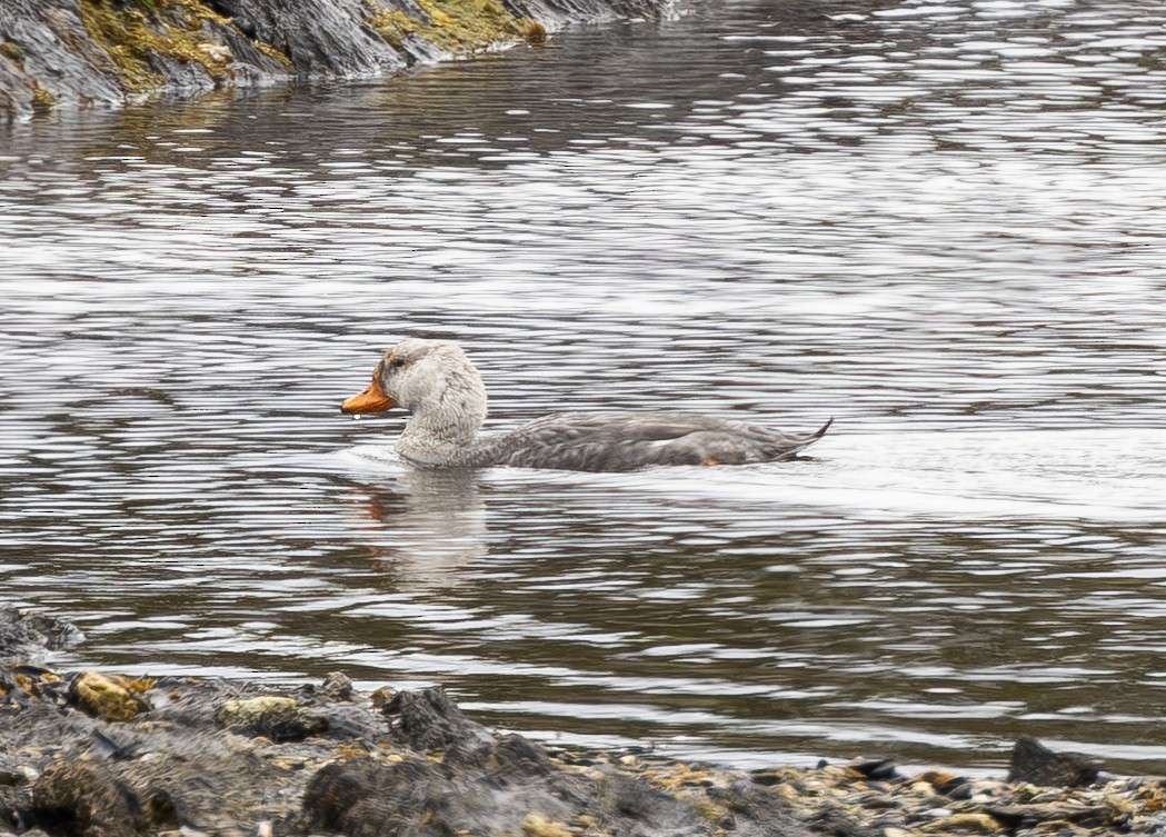 Quetro Austral - ML644683351