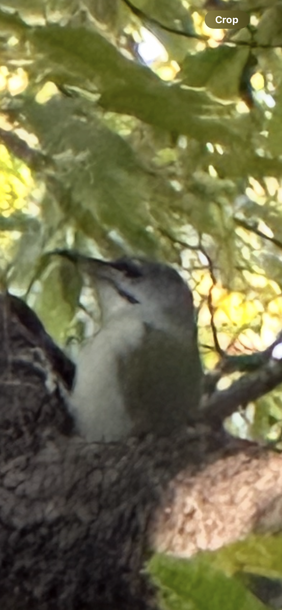 Жовна сива - ML644683353