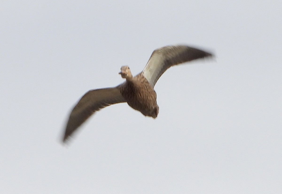 kachna pobřežní - ML644683354