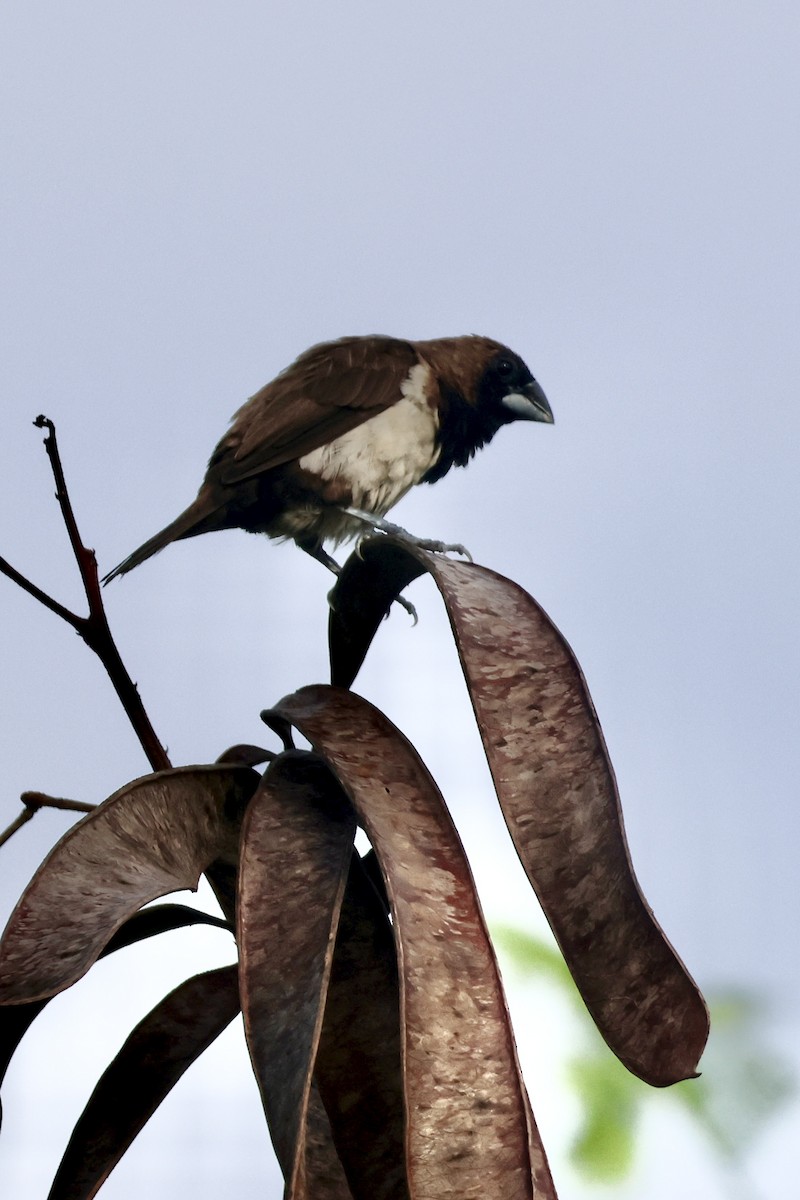 Javan Munia - ML644683356