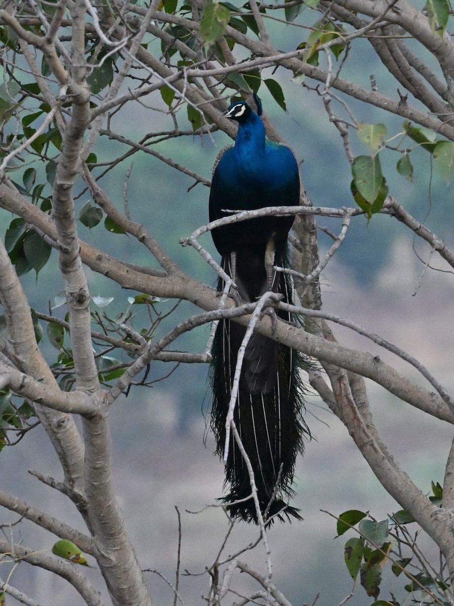 indiapåfugl - ML644683360