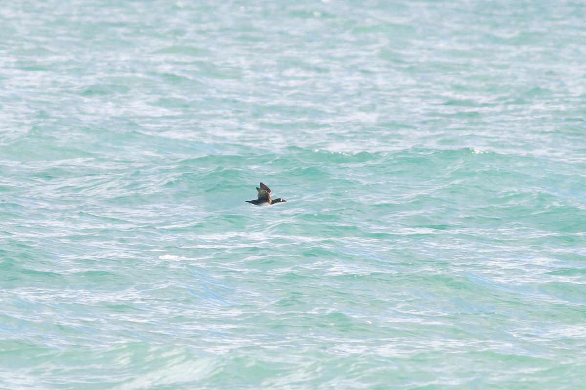 Surf Scoter - ML644683363