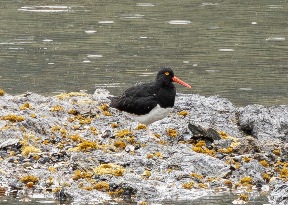 Ostrero Magallánico - ML644683364