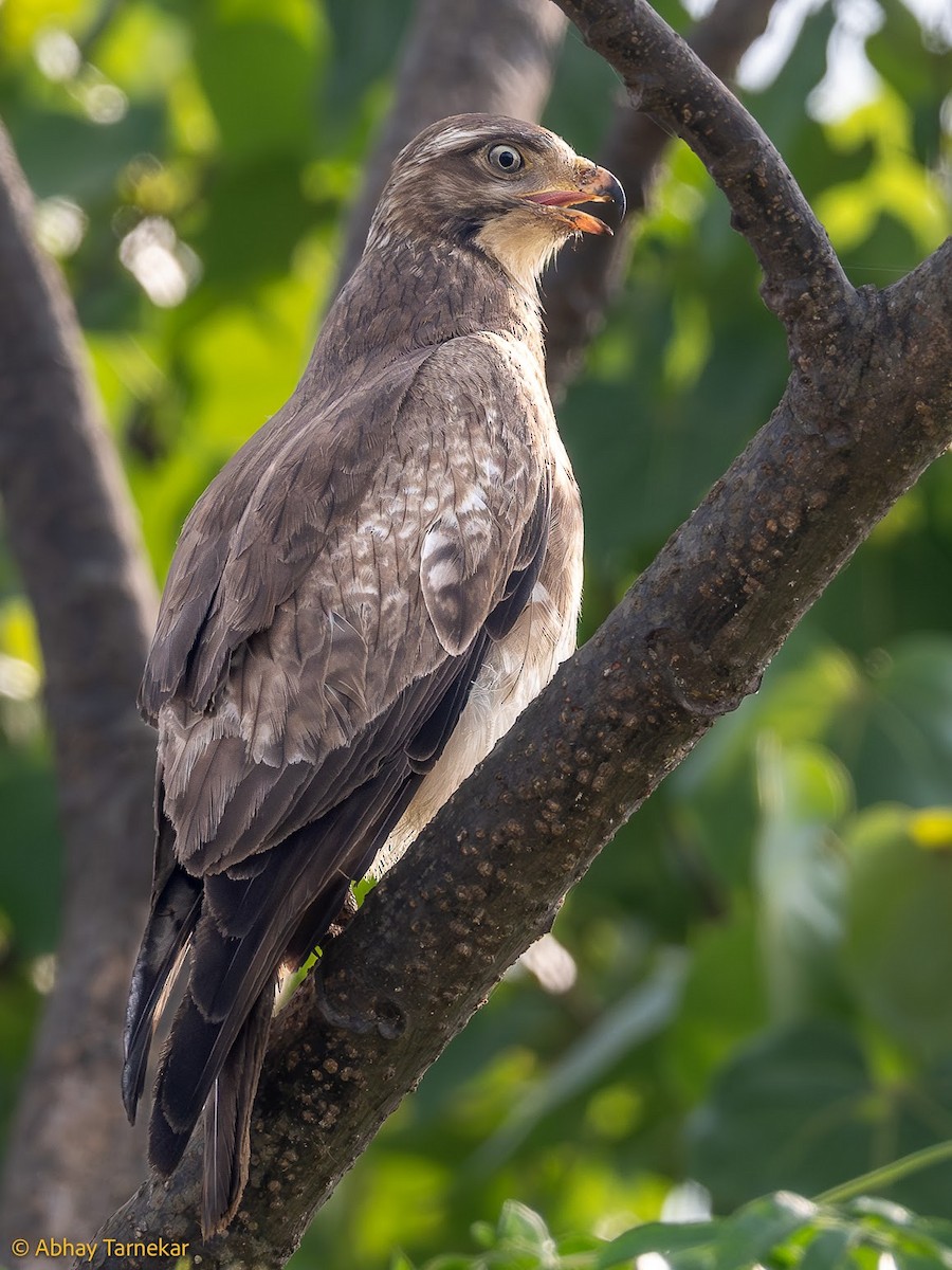 hvitøyevåk - ML644683365