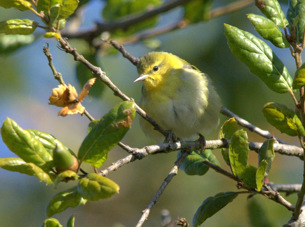 Tennessee Warbler - ML644683366