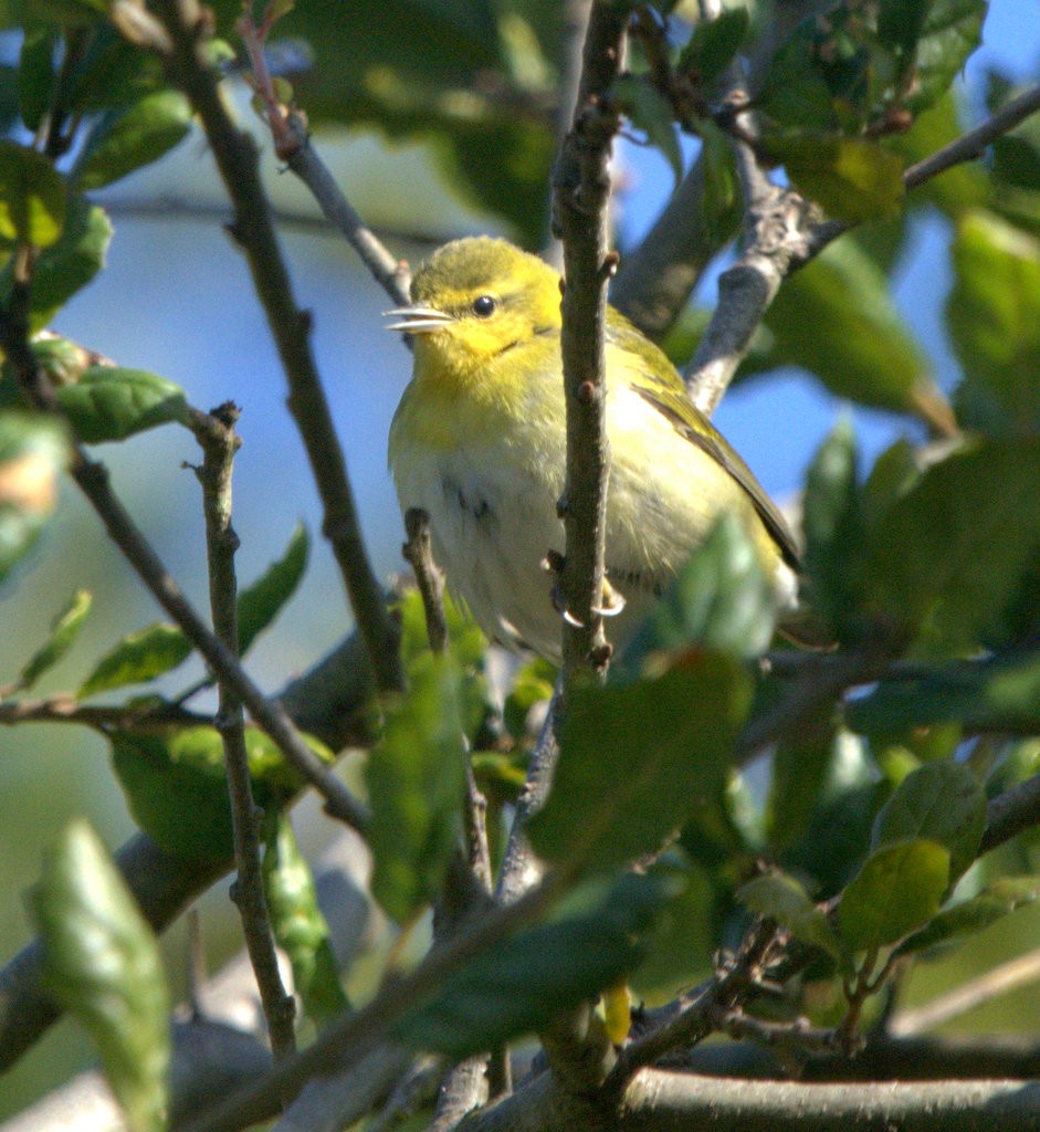 Tennessee Warbler - ML644683367