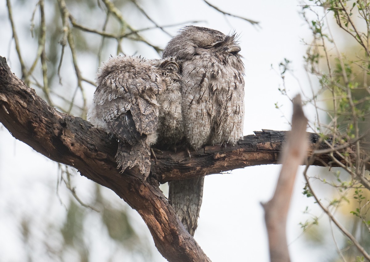 Исполинский лягушкорот - ML644683370