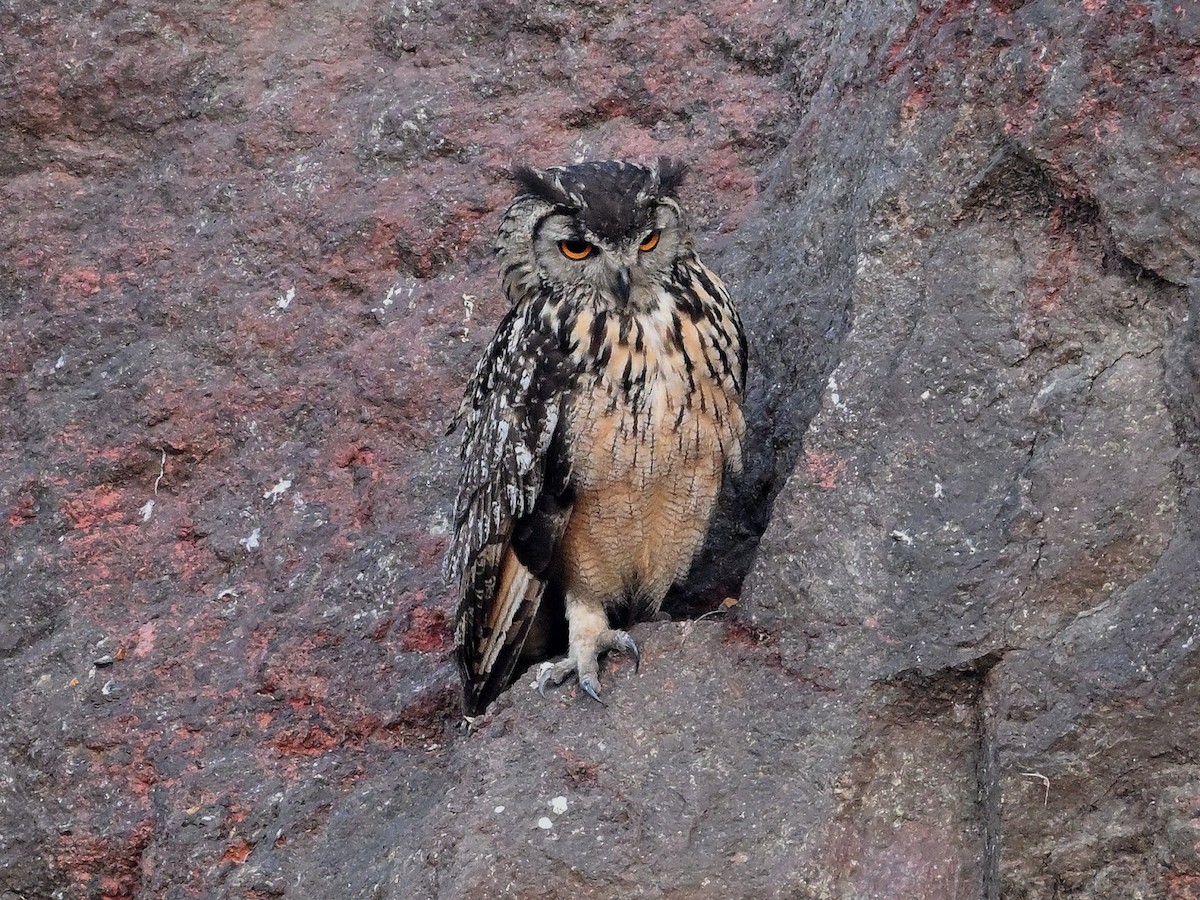 bengalhubro - ML644683372