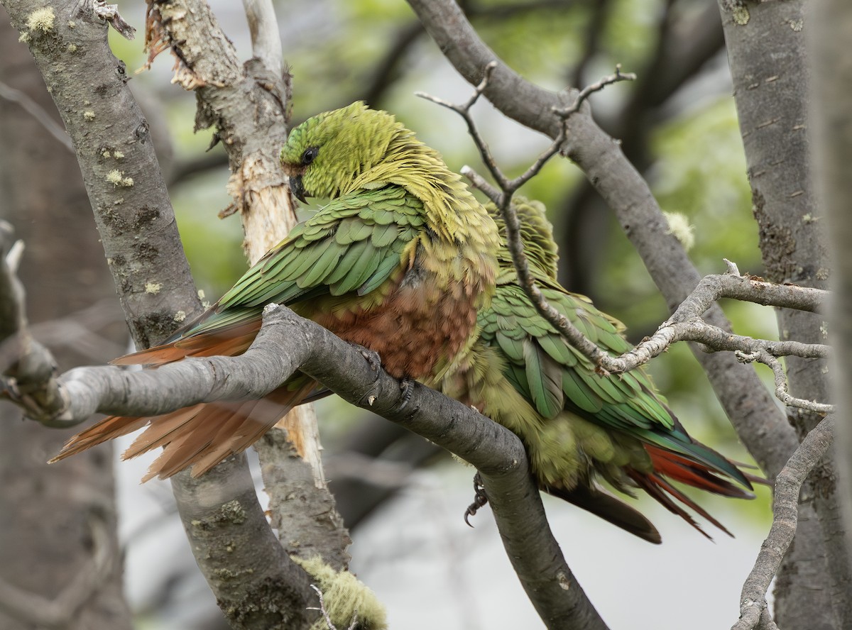 Cotorra Cachaña - ML644683374