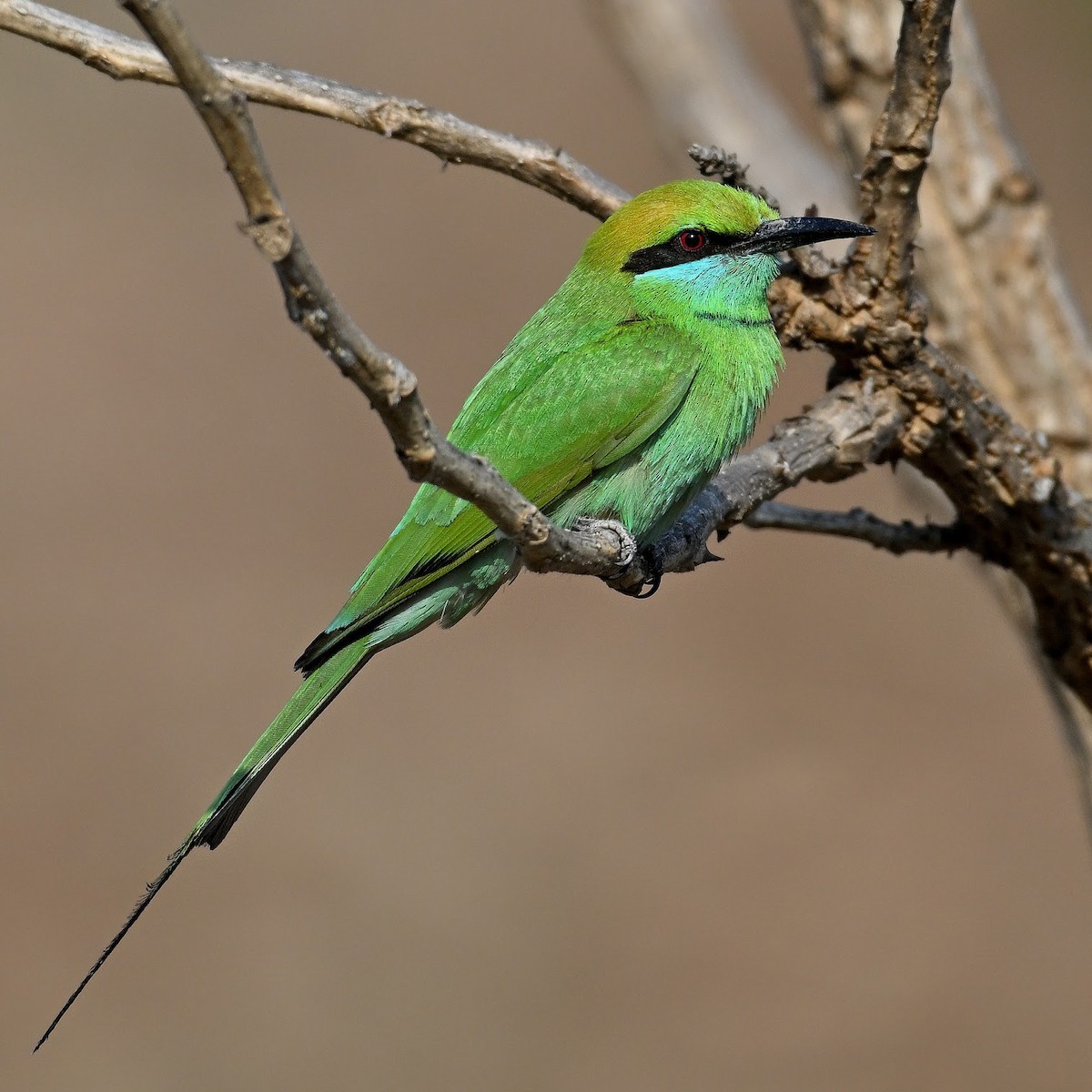 beryllbieter - ML644683375