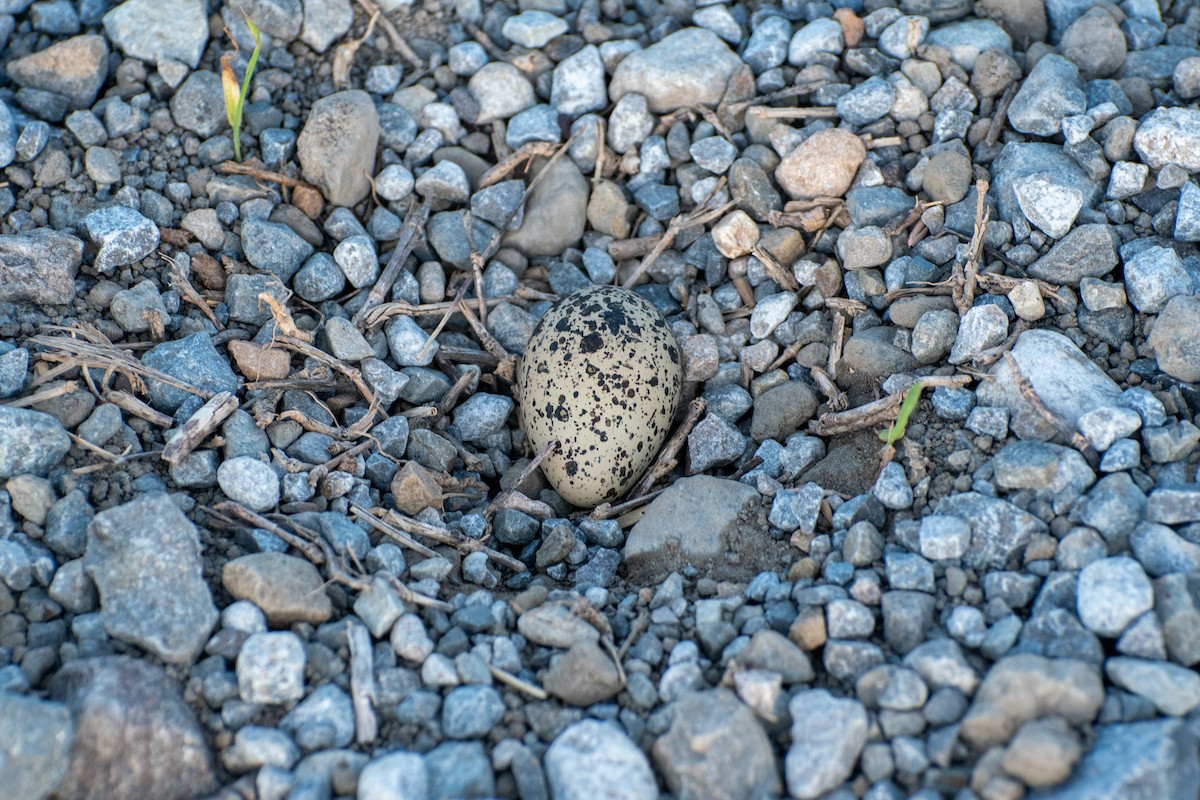 Killdeer - ML644683376