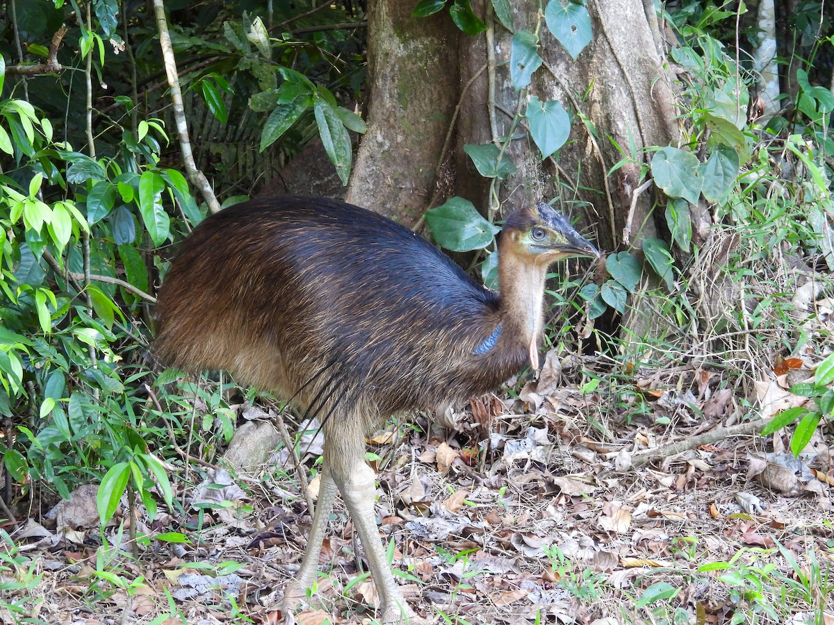 Southern Cassowary - ML644683379