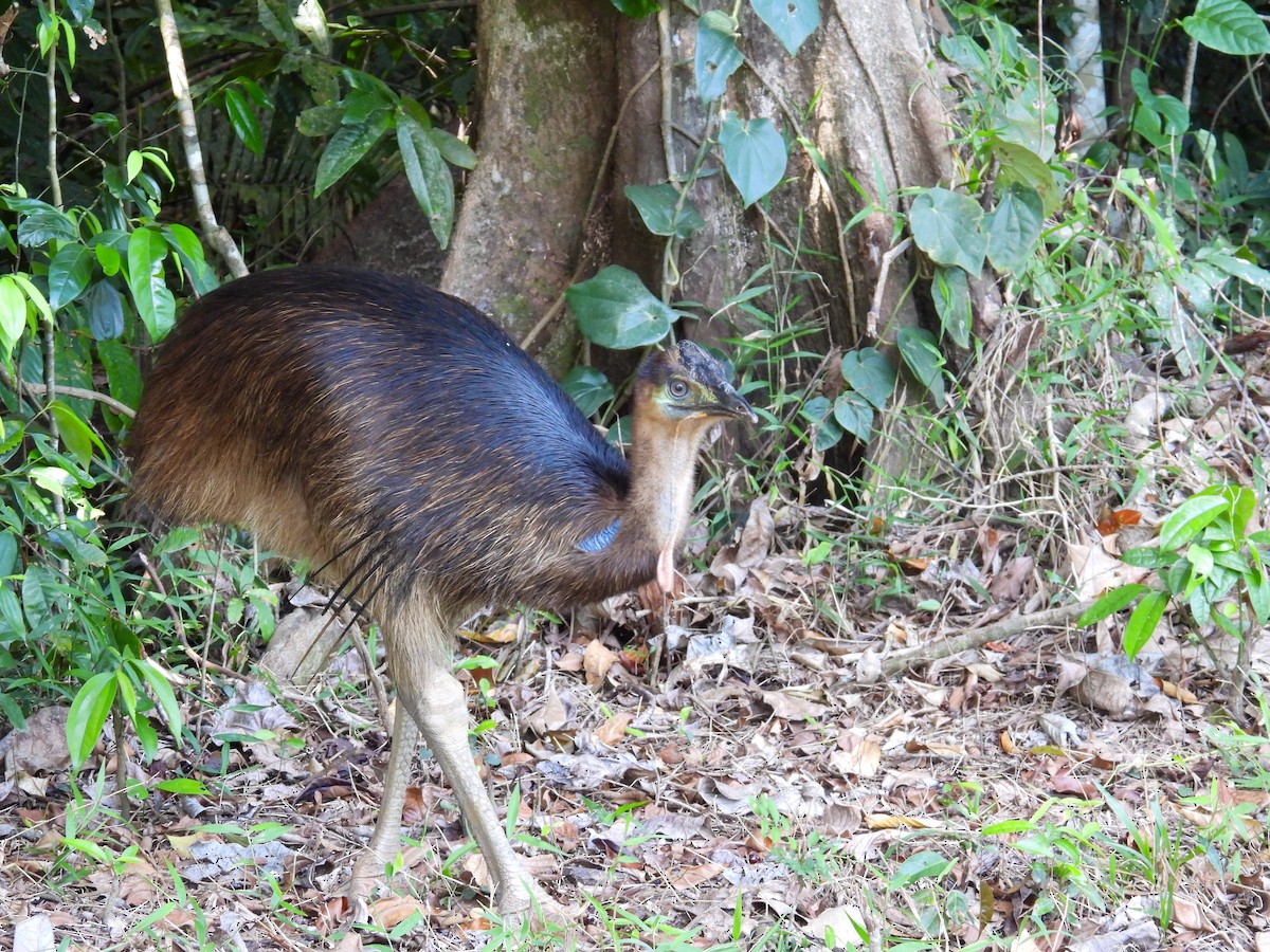 Southern Cassowary - ML644683380