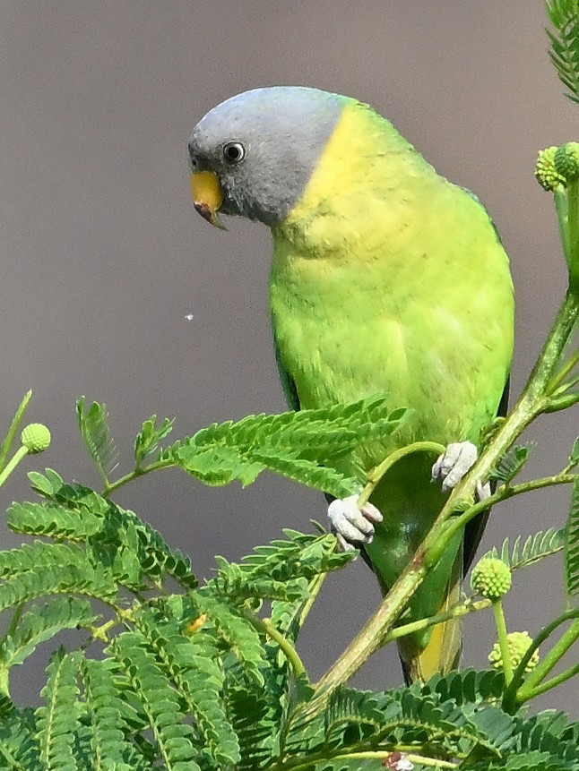 plommehodeparakitt - ML644683381