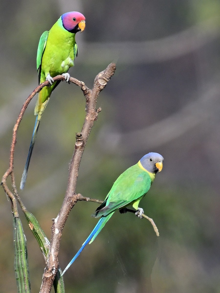 plommehodeparakitt - ML644683382