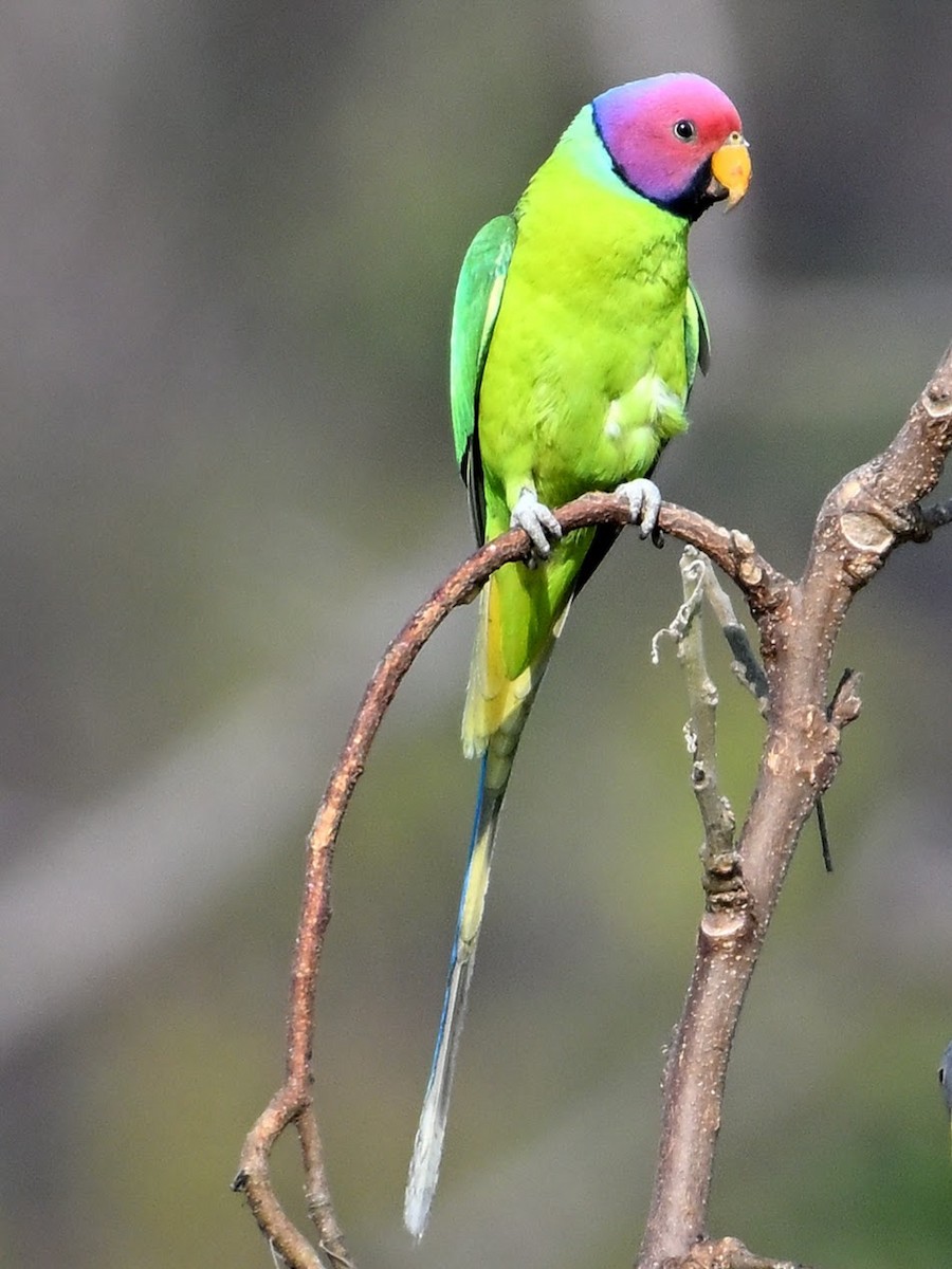 plommehodeparakitt - ML644683383